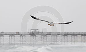 Seagull flying over the surf