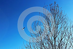 Seagull flying over a tree