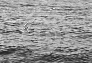 Seagull flying over the water