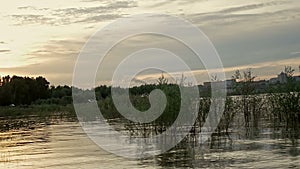 Seagull is flying over the water