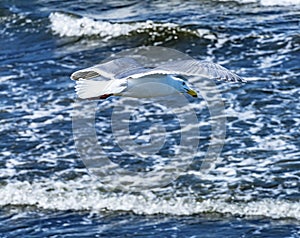 Seagull Flying Over Waves North Beach Park Edmonds Washington photo