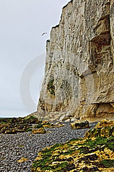 Seagull flying over White cliffs of Dover at St Margarets at Cliffe in Great Britain