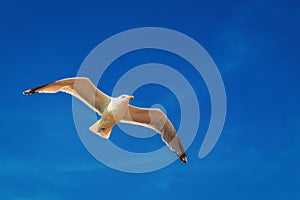 Seagull flying overhead against a blue sky