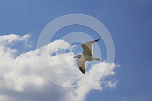 Seagull flying overhead at Folly Beach in Charleston South Carolina