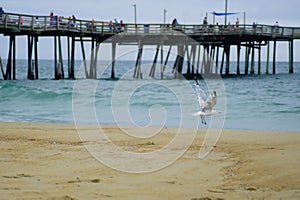 Seagull flying among the Pier at the beach