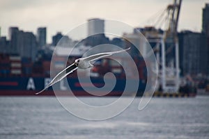 A seagull flying in the port view.