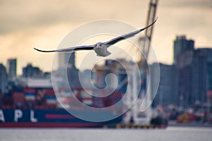 A seagull flying in the port view.