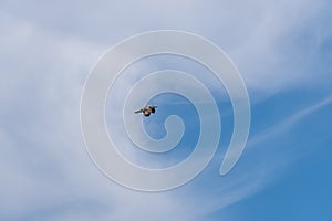 Seagull flying in the position of extended wings in a blue sky with few clouds