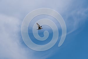 Seagull flying in the position of extended wings in a blue sky with few clouds