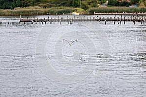 Seagull flying for prey on the coast