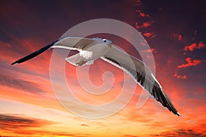 Seagull flying in red sunset background