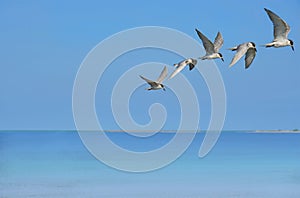 Seagull flying rise to high on light blue sky at seaside