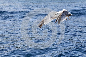 Seagull flying on the sea