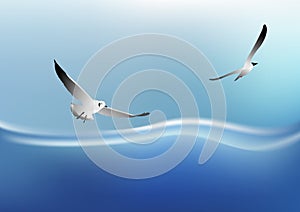 Seagull flying on the sea photo