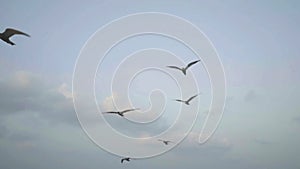 Seagull flying in sea of Kerla