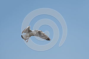 Seagull flying on the sea in Thailand