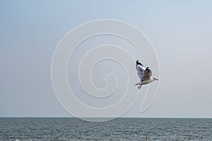 Seagull flying on the sea in Thailand