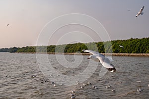 Seagull flying on the sea in Thailand