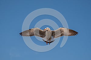 Seagull flying on the sea in Thailand