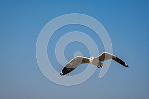 Seagull flying on the sea in Thailand