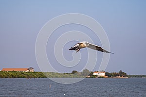 Seagull flying on the sea in Thailand