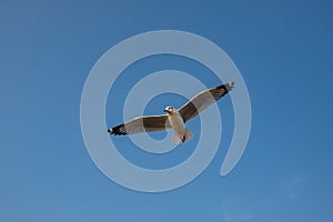 Seagull flying on the sea in Thailand