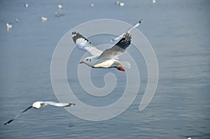 Seagull flying on sea photo