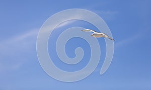 Seagull Flying