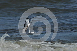 Seagull flying, searching for food over the waves. Baltic Sea