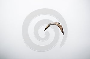 Seagull flying side view. White background