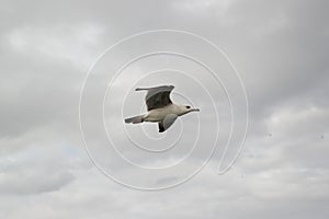 Seagull flying in the sky