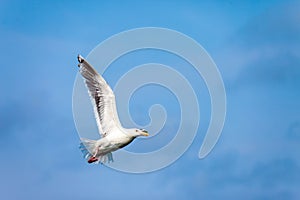 Seagull flying in the sky