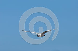 A seagull flying in the sky