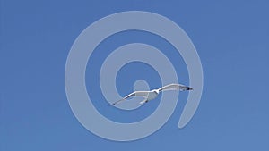 Seagull flying in the sky