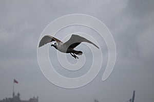 Seagull flying in the sky above the bosporus strait in Istanbul, Turkey in stormy and rainy day