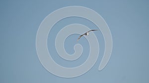 seagull is flying in the sky above a cloudy blue sky. The bird is flying low to the ground, and it is the only object in