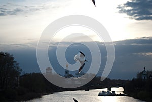 The seagull flying on the sky