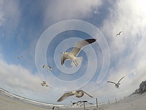 Seagull flying on the sky
