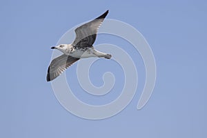 Seagull is flying in the sky. Background blue sky.Black and gray patterns