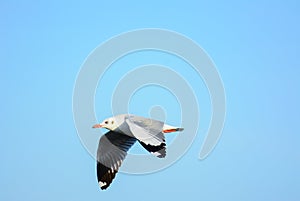 Seagull is flying in the sky.