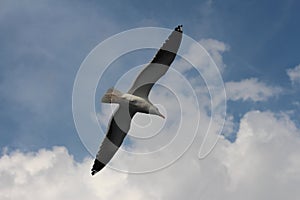 A seagull is flying on the sky. photo