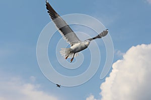 A seagull is flying on the sky.