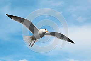 Seagull flying in the sky