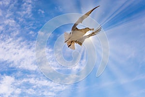 Seagull flying on the sky hustling bread aerials