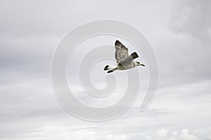 Seagull flying sky