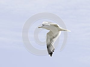 Seagull flying sky