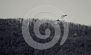 Seagull flying in the sky over the lake near the forest. Laridae wild bird living in freedom