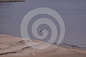 Seagull flying in the sky over the lake near the forest. Laridae wild bird living in freedom