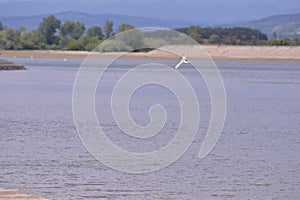 Seagull flying in the sky over the lake near the forest. Laridae wild bird living in freedom