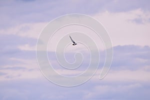 Seagull flying in the sky over the lake near the forest. Laridae wild bird living in freedom